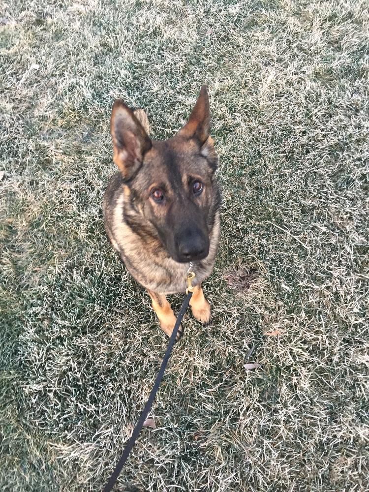 Nera looking into the camera