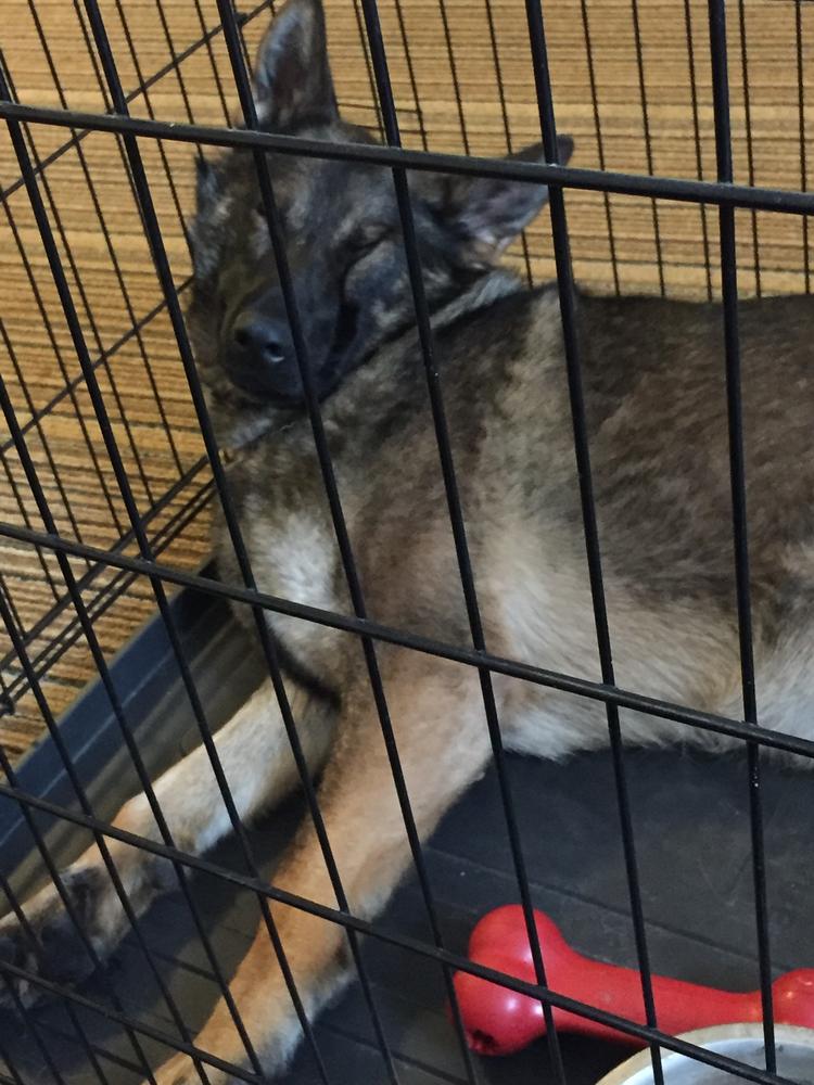 Nera sleeping in her kennel
